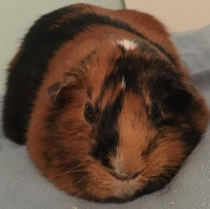 Meet your Posher, Lilly